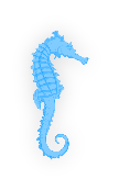 Seahorse Mauritius